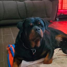 Dr RAVEN - Rottweiler