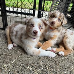 Girl 6 Purple Collar Blue Eyes - Red merle female Australian Shepherd puppy in Washington from LIT Australian Shepherds