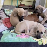 Sloughi Puppies from Almaboubin Sloughis