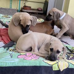 Sloughi Puppies from Almaboubin Sloughis