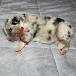 Red - Blue merle female Australian Shepherd puppy in Carson City, Nevada from Miska’s Australian Shepherds