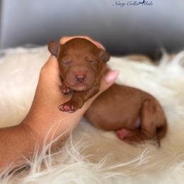 Wedge - Red  male Goldendoodle puppy in Las Vegas, Nevada from Dose of Doodles