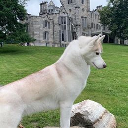 Siberian Huskies from Pride Rock Siberians