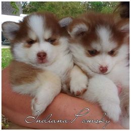 Pomsky Puppies from Indiana Pomsky