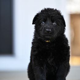 Yellow collar - Black female German Shepherd puppy in Portland, Tennessee from Howixx German Shepherds