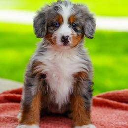 Doxie - Merle female Bernedoodle puppy in Dundee, Ohio from Down Home Doodle