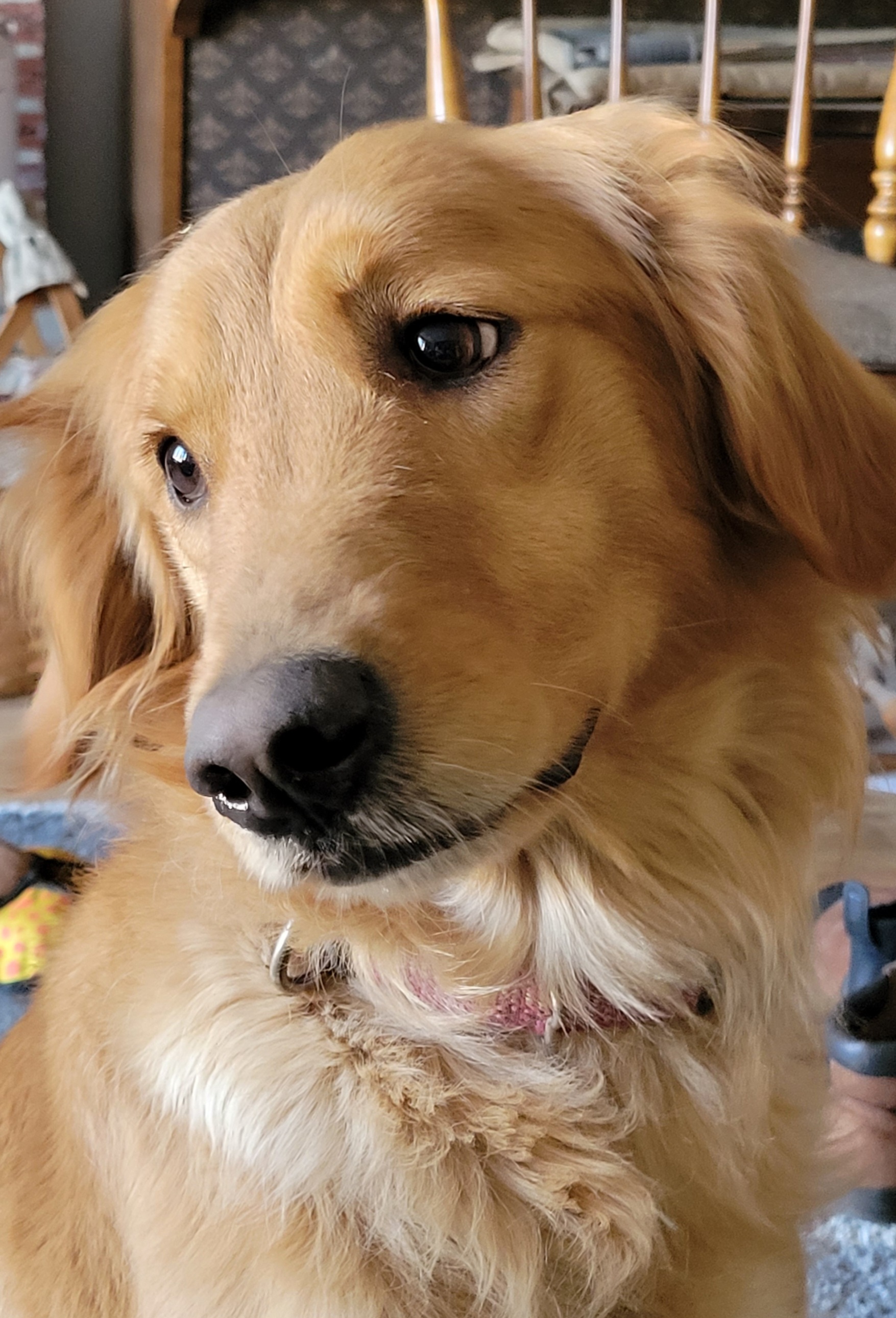 Rosie - Golden Retriever