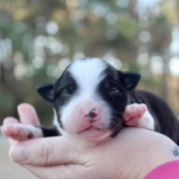 Balto - Black tri-color male Australian Shepherd puppy in Star City, Arkansas from Circle P Farm Australian Shepherds