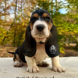 Hawkeye - Black white and brown male Basset Hound puppy in Dingess, West Virginia from Tuckers' Howling Hounds