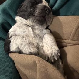 Boone - Black and white male English Springer Spaniel puppy in Rio, Wisconsin from Rowan Creek Springers