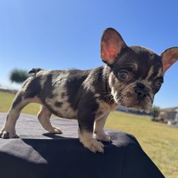 Boy 1 - Tricolors male French Bulldog puppy in Casa Grande, Arizona from Slash O Kennels