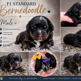 Reserved - Tri-color male Bernedoodle puppy in Delphos, Ohio from Route 66 Poodles & Doodles, Sapphire Shih-tzu's of Ohio