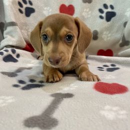 Dachshund Puppies from JK Kennel