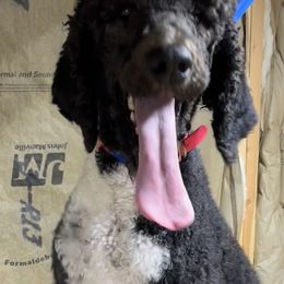 Aussiedoodles, Australian Shepherds, and Poodles from C&S Kennels