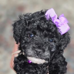 Peppermint Patty - Black and white female Bernedoodle puppy in Vernon, Texas from Sugarland's Texas Goldendoodles