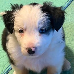 September (new name: Dolly) - Black and white female Border Collie puppy in Lebanon, Oregon from Cahill’s Canines