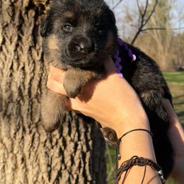 Celeste - Black and red female German Shepherd puppy in Harvard, Illinois from Aus Dem Meer German Shepherds