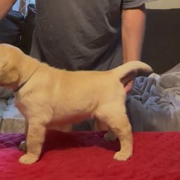 Amy - Yellow female Labrador Retriever puppy in Cullman, Alabama from Chara’ Labradors