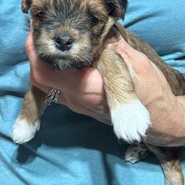 Female 1 - Red female Havanese puppy in Congerville, Illinois from Happy Go Lucky Havanese
