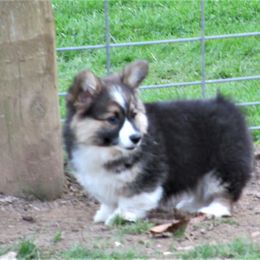 Pembroke Welsh Corgi Puppies from Cross Country Corgis