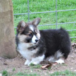 Pembroke Welsh Corgi Puppies from Cross Country Corgis
