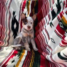 Espresso - Red speckled female Australian Cattle Dog puppy in Tucson, Arizona from Soqui Ortiz Cattle Ranch