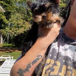 Red collar- Ready now - Black and tan male Yorkshire Terrier puppy in Cornelia, Georgia from Kruz Kennels