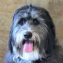 Bernedoodle adult dog
