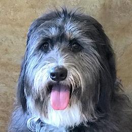 Bernedoodle adult dog