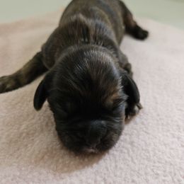 Girl 2 - Sable female Cavapoo puppy in Grayville, Illinois from Debs Doodles, Cavapoos, Cavadoodles