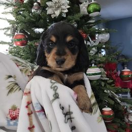 Girl 2 - Black and tan female Dachshund puppy in Willcox, Arizona from Tootsie's Tiny Toes