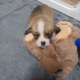 Black Thumb's All In - Sable male Pembroke Welsh Corgi puppy in Easley, South Carolina from Rachael Singletary