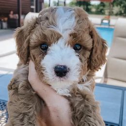 Cavapoos and Dachshunds from Whiteley Cavapoos & Dachshunds