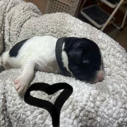 Black collar - Parti male Goldendoodle puppy in Mc Cook, Nebraska from Powers Doodles