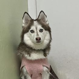 Dahlia - Pomsky