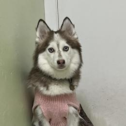 Dahlia - Pomsky