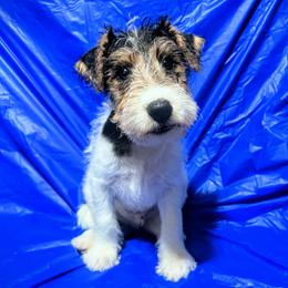 Second-Born Boy - White black and tan male Wire Fox Terrier puppy in Ennis, Texas from Syrayed Farm