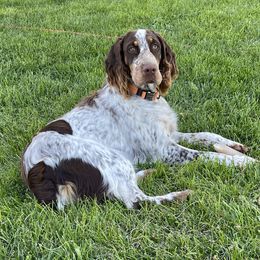 Messina - English Springer Spaniel