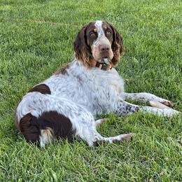 Messina - English Springer Spaniel