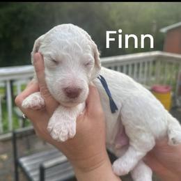 Finn - Cream male Poodle puppy in Prosperity, Pennsylvania from Stelladoodles & Company