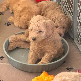 Bernedoodle, Cockapoo, and Goldendoodle Puppies from Avery Doodle Day LLC