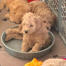 Bernedoodle, Cockapoo, and Goldendoodle Puppies from Avery Doodle Day LLC