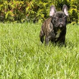Watson - Brindle male French Bulldog puppy in Franklin, Vermont from Ranch Royale