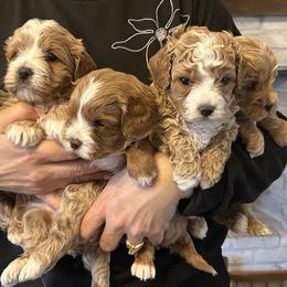 Assorted Doodle Crosses, Bernedoodle, Cavachon, Cavapoochon, Goldendoodle, and Spanish Water Dog Puppies from PitterPatterPuppiesNJ