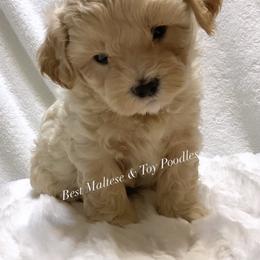 Companion Cross, Maltese, and Maltipoo Puppies from Best Maltese & Toy Poodles of Texas