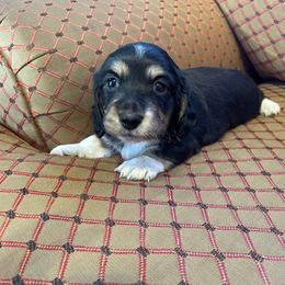 Dachshund Puppies from MK Minidox