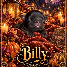 Billy - Black male Brussels Griffon puppy in Gastonia, North Carolina from BZB Frenchies, Griffs & Long hair Chihuahuas
