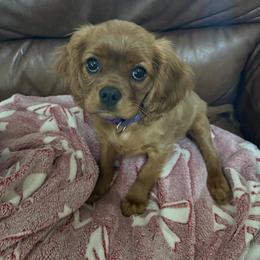 Sunny - Ruby female Cavalier King Charles Spaniel puppy in Gainesville, Georgia from Cavaliers of Chestatee