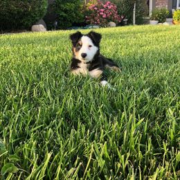 Border Collie Puppies from SoCal Border Collies