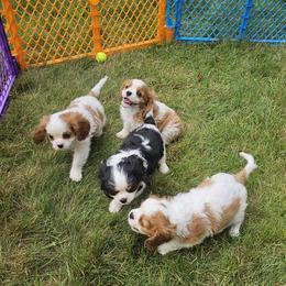 Afghan Hound and Cavalier King Charles Spaniel Puppies from Lenore's Afghan Hounds